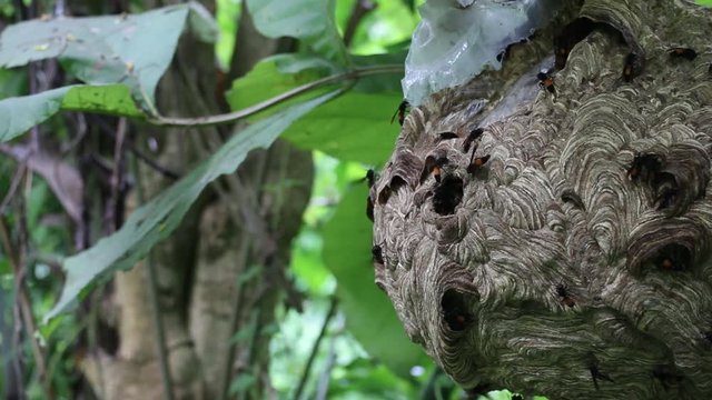 Big Wasp looking for food give Larva on wasp nest motion video footage
