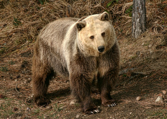 Obraz premium Brown bear (Ursus arctos arctos)