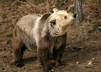 Brown bear (Ursus arctos arctos)