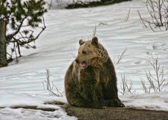 Brown bear (Ursus arctos arctos)