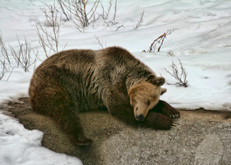 Brown bear (Ursus arctos arctos)