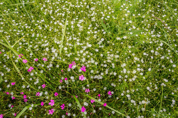 Wildflowers. Summer background with flowers and grass. Macro shooting. Focus directed.