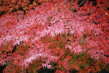 紅葉