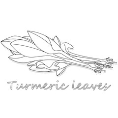 Obraz premium Green leaves of turmeric (Curcuma longa) ginger medicinal herbal plant vector illustration isolated on white background.