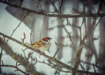 Sparrow on a tree in winter