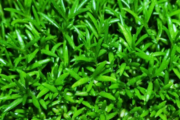 leaves of small flowers only increased in spring