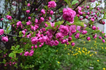 Sakura Flower or Cherry Blossom With Beautiful Nature Background