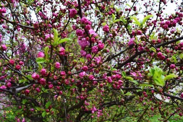 Sakura Flower or Cherry Blossom With Beautiful Nature Background