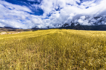 Wheat field in the highlands of the Andes