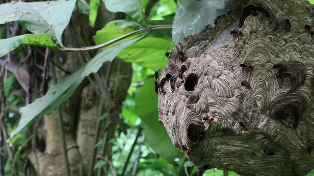 Big Wasp looking for food give Larva on wasp nest motion video footage
