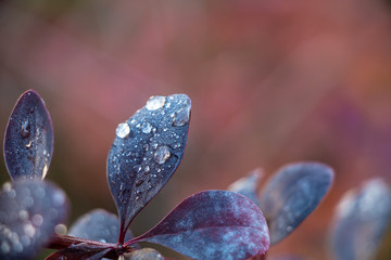 Macrofotografía hoja con gotas