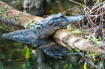 Close-up of an Alligator, Alligator mississippiensis,  resting on a tree log, in the Swamps in the Florida Everglades.