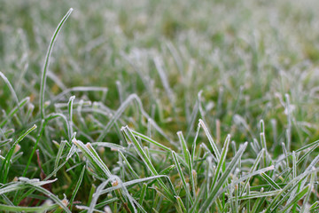 Frosty frozen green grass as abstract nature background with copy space on blurred meadow field.
