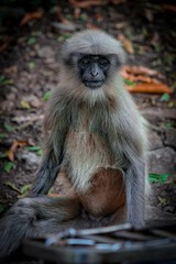 Fototapeta premium Urban Monkey