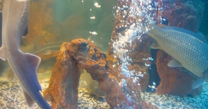 carp and sturgeon swim in the aquarium