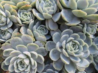 echeveria elegans background