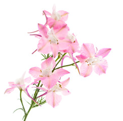 Naklejka na ściany i meble pink flowers on white background