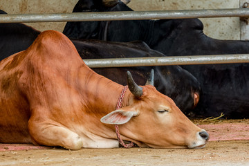 Ox sleeping or lying, rest on ground in farm.