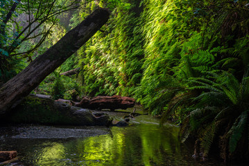 Fern Canyon in Prairie Creek Redwoods State Park, California, USA - 238498996