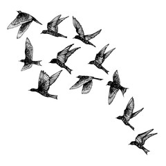 Set of black hand drawn strokes birds, flock. Drawing sketch. On white background. Inspirational body flash tattoo ink.  Vector.