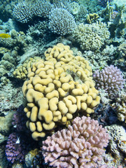 Colorful coral reef on the bottom of tropical sea, underwater landscape.
