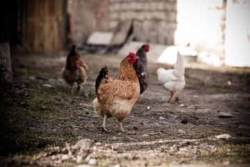 hen and chickens