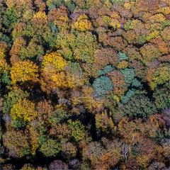 photo aérienne de la forêt à l'automne à Bazemont dans le département des Yvelines en France