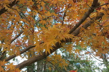 落ち葉　Fallen leaves