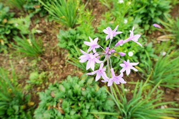 Top view of spider flower on blurred branch and leaf background (Cleome spinosa,Capparaceae)