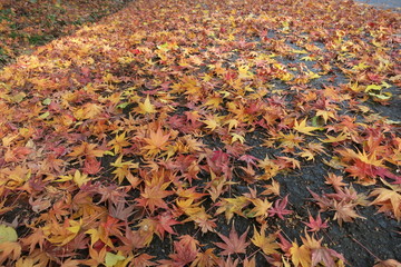 落ち葉　Fallen leaves