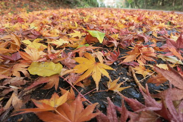 落ち葉　Fallen leaves