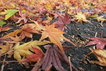 落ち葉2 Fallen leaves