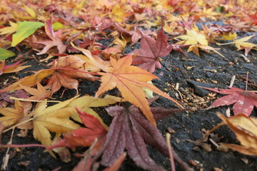 落ち葉1 Fallen leaves