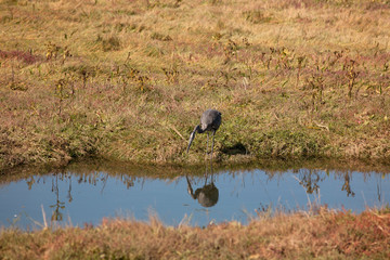 heron on lake