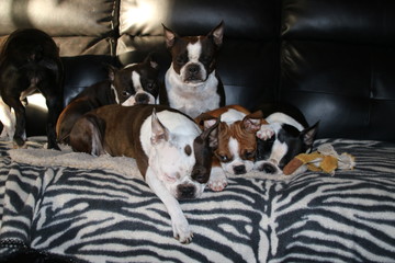 5 Bostons sleeping/funny