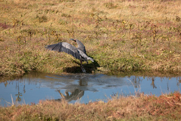 heron in lake
