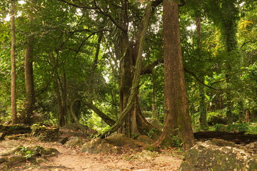 Thai forest