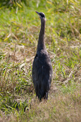 bird in the grass
