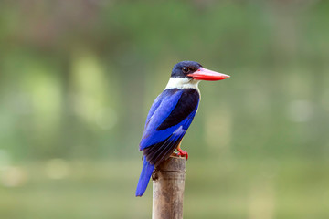 Black-Capped Kingfisher has a purple-blue wings and back, black head and shoulders, white neck collar and throat, and rufous underparts. 