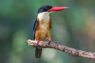 Black-Capped Kingfisher has a purple-blue wings and back, black head and shoulders, white neck collar and throat, and rufous underparts. 