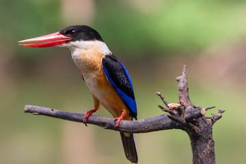 Black-Capped Kingfisher has a purple-blue wings and back, black head and shoulders, white neck collar and throat, and rufous underparts. 