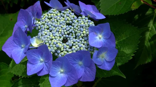 Blue hydrangea flower