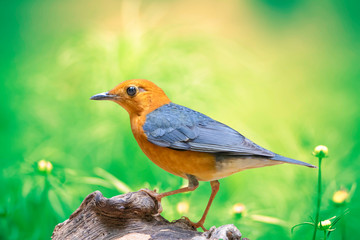 Fototapeta premium beautiful male Orange-headed Thrush (Zoothera citrina) in Thailand 