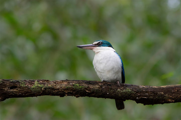 Collared Kingfisher with Prey. Collared kingfisher, Todiramphus chloris, is standing on tree branch with prey on her beak at Hindhede Nature Park in Singapore 