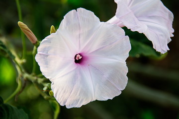 Purple garden flower