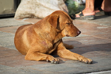 Brown stray dog
