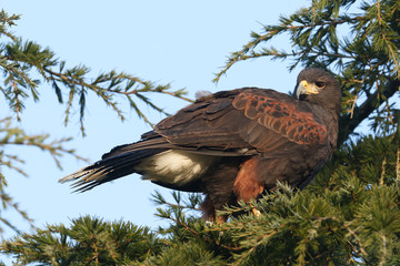 A Harris Hawk (Parabuteo unicinctus) perched in a pine tree.