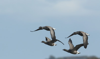 Brent Geese (Branta bernicla) in flight.