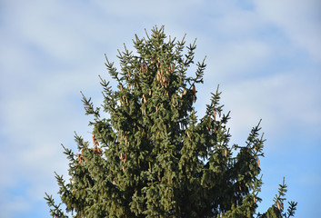 High pine tree against sky