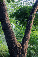 Tree with two trunks